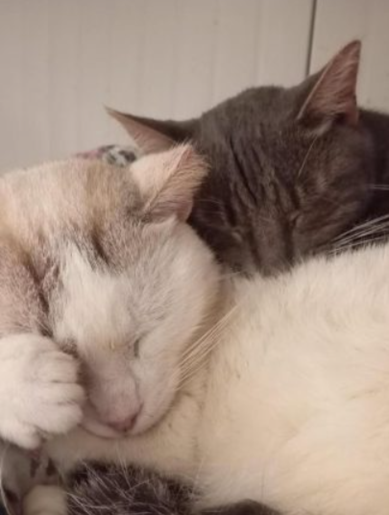 I due (a)mici che dormono sempre cos&igrave;, abbracciati