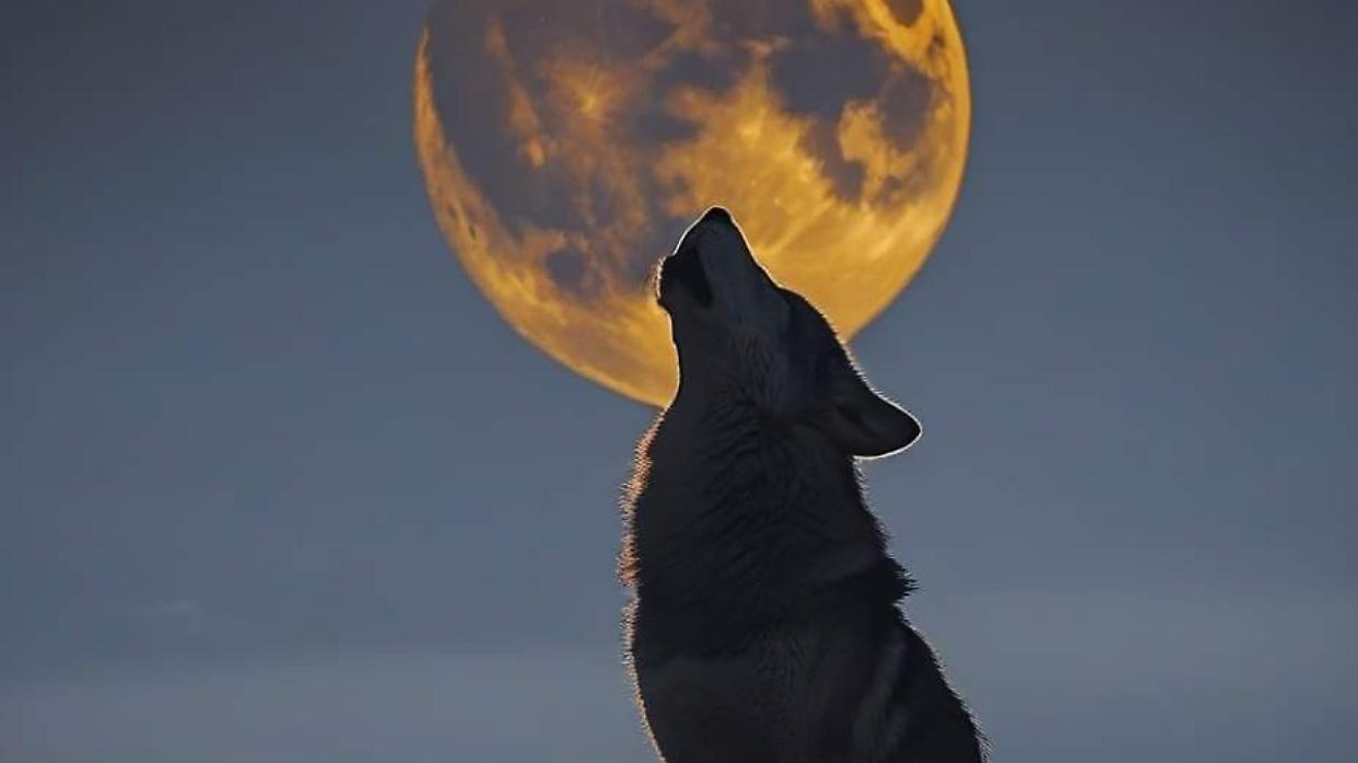 Luna Piena del Lupo 2026: il primo grande spettacolo dell&rsquo;anno