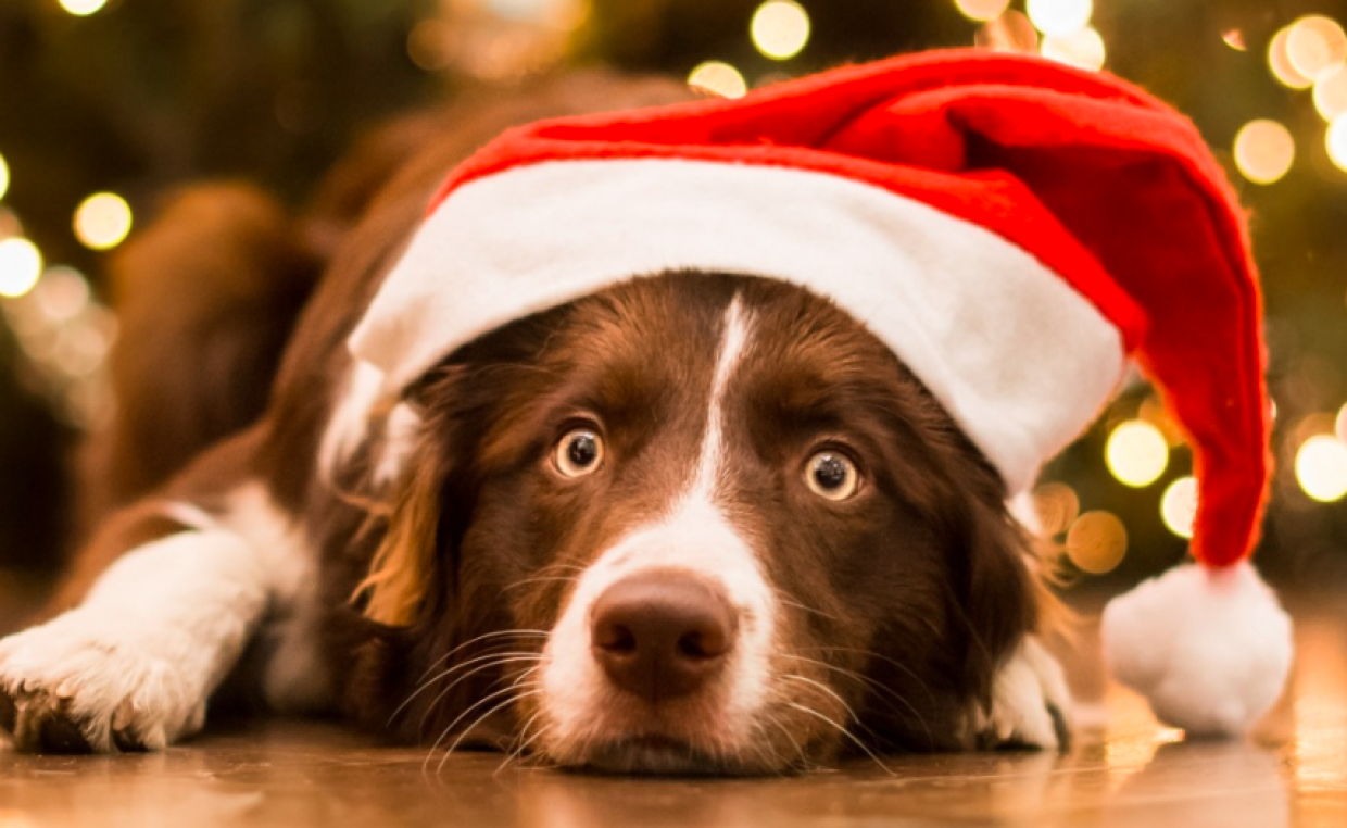 Dolci e brindisi di Capodanno anche per i cani: idee e snack sicuri