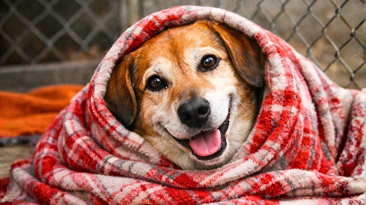 L'appello del rifugio: &laquo;Fa freddo, servono coperte per i cani abbandonati&raquo;. E scatta la gara di solidariet&agrave;