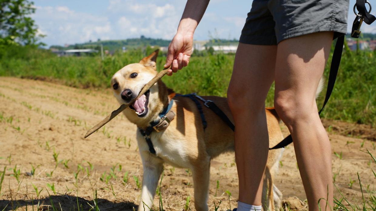 Chieri investe sul canile del Tario: 150 mila euro e convenzione prorogata