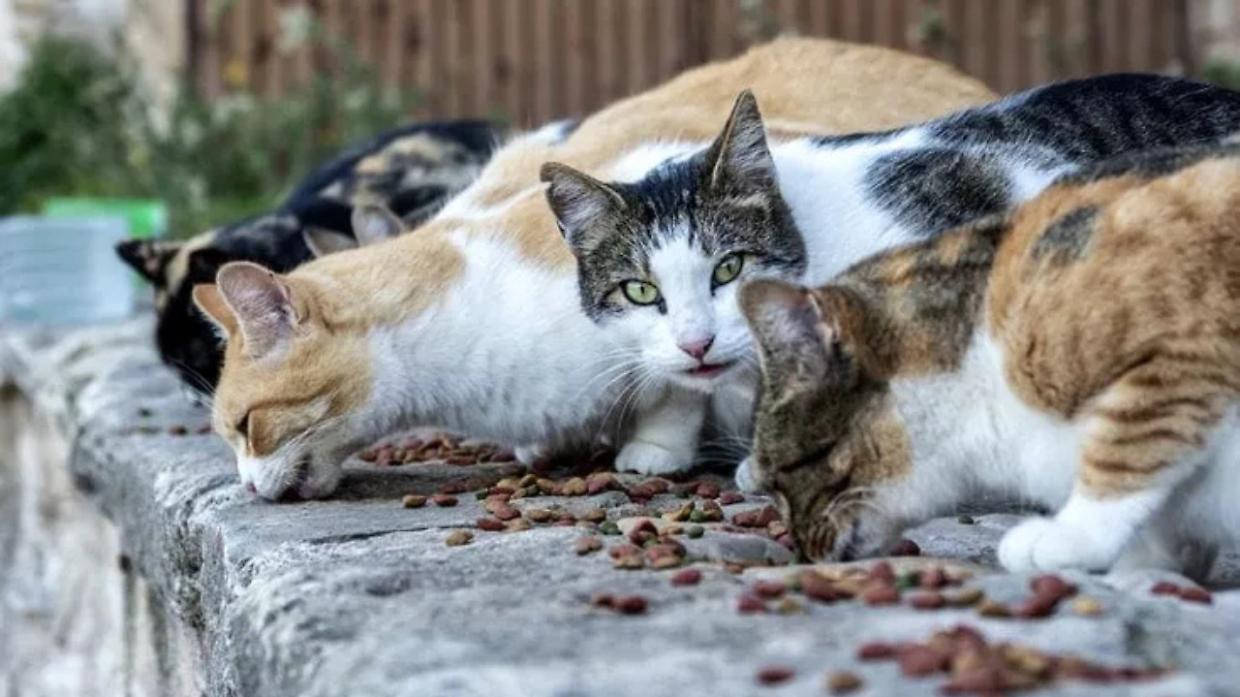 Vinovo rinnova la convenzione con Enpa: pi&ugrave; tutele e servizi per gli animali