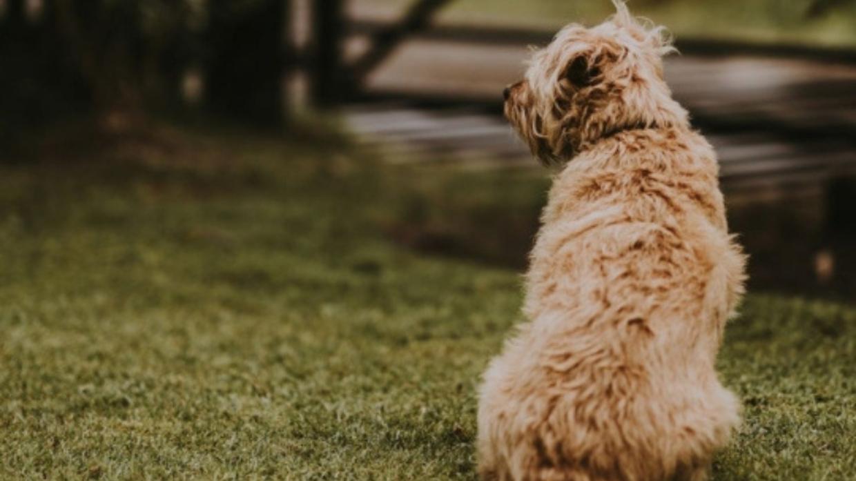 Il pianto del cucciolo che divide Settimo Torinese: &laquo;tutto regolare&raquo; per gli atti, non per la citt&agrave;