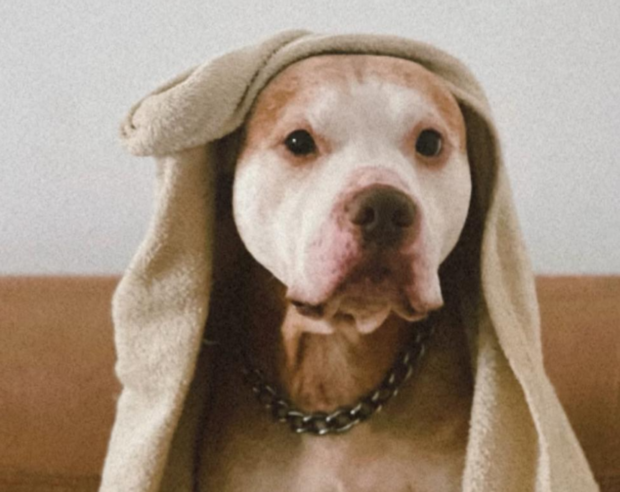 Sanit&agrave; animale, Cerutti (Lega): Sostegno concreto alle famiglie fragili per l'acquisto dei farmaci veterinari