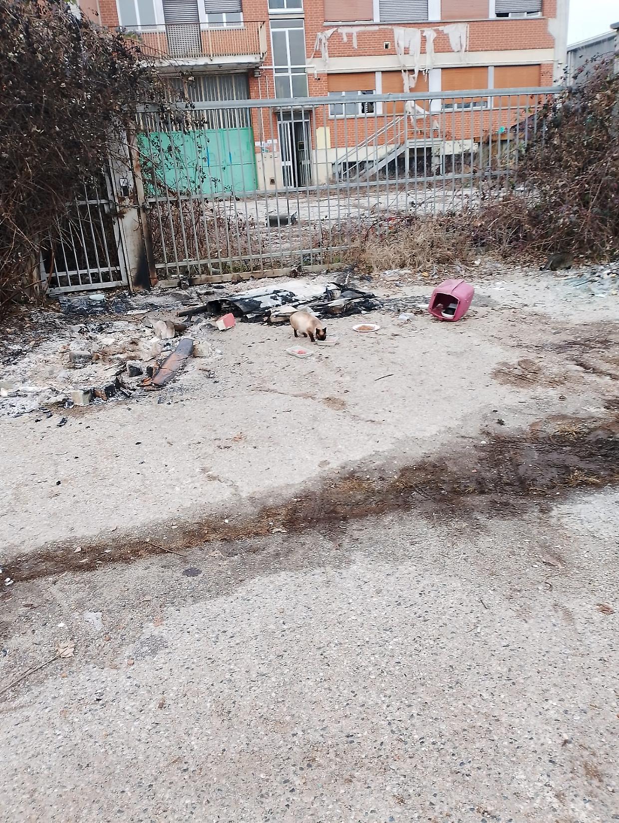 Nichelino, colonia felina devastata a Capodanno: la denuncia ai carabinieri