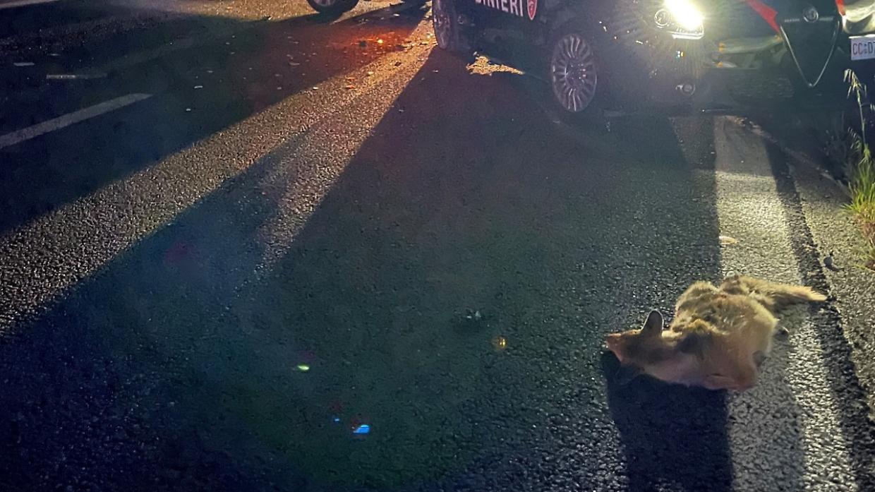 Notte di paura sulla 460 tra Salassa e Valperga: vigilante investito, elitrasportato in ospedale