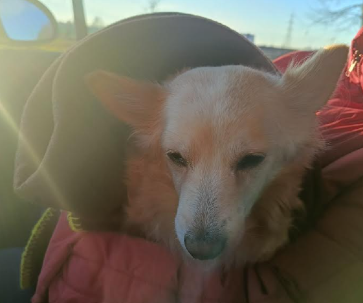 La storia di Luna: deve fare l'insulina ogni dieci ore