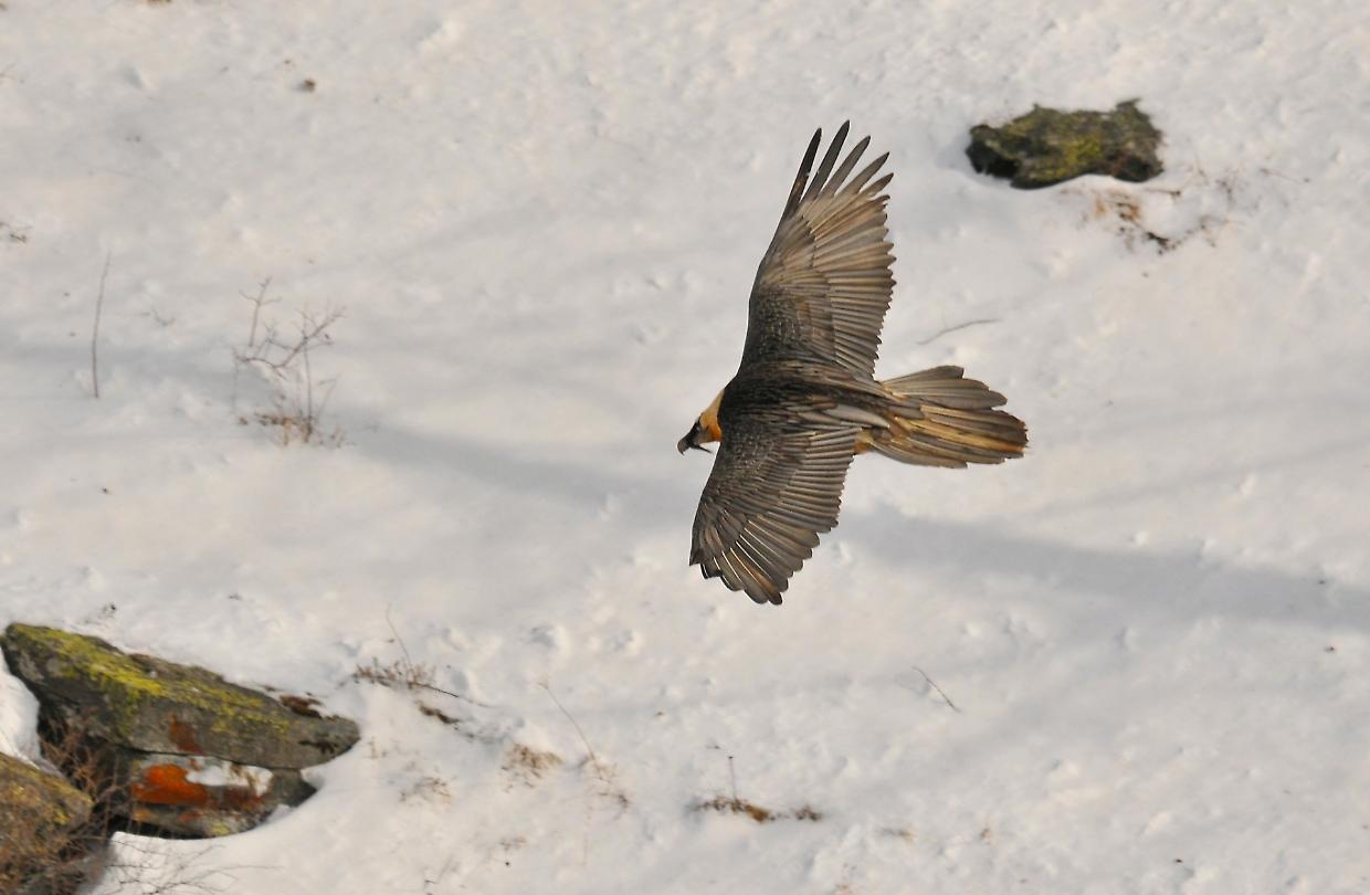 Valle di Rh&ecirc;mes: confermato l&rsquo;inizio della cova dei gipeti