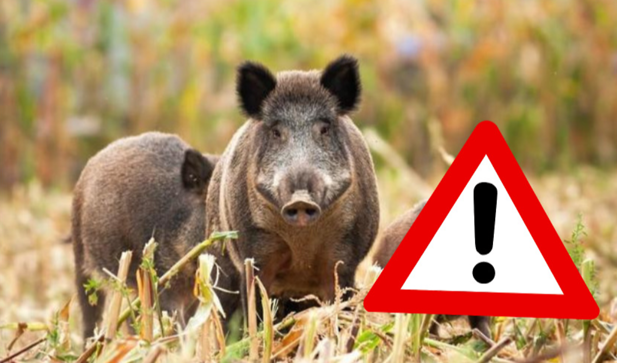 Peste suina, il virus non si ferma: 14 nuovi casi tra Piemonte e Liguria