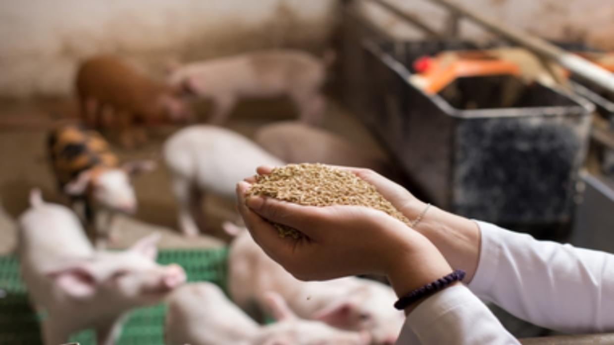 Suinicoltura, dalla Regione 3 milioni per l'innovazione