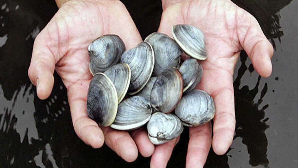 Vongole in crisi nell&rsquo;Alto Adriatico: fatturato crollato e famiglie in difficolt&agrave;