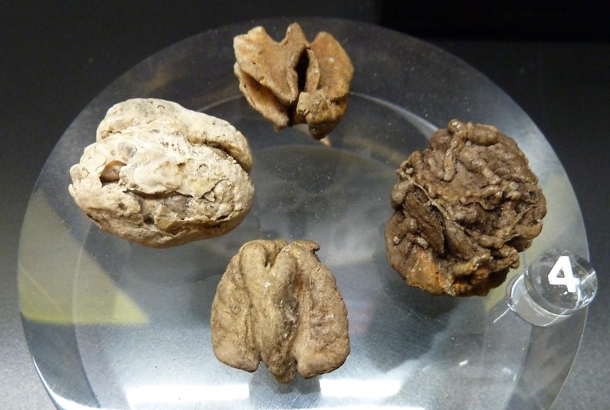 Qual &egrave; il fossile simbolo della Regione Piemonte?