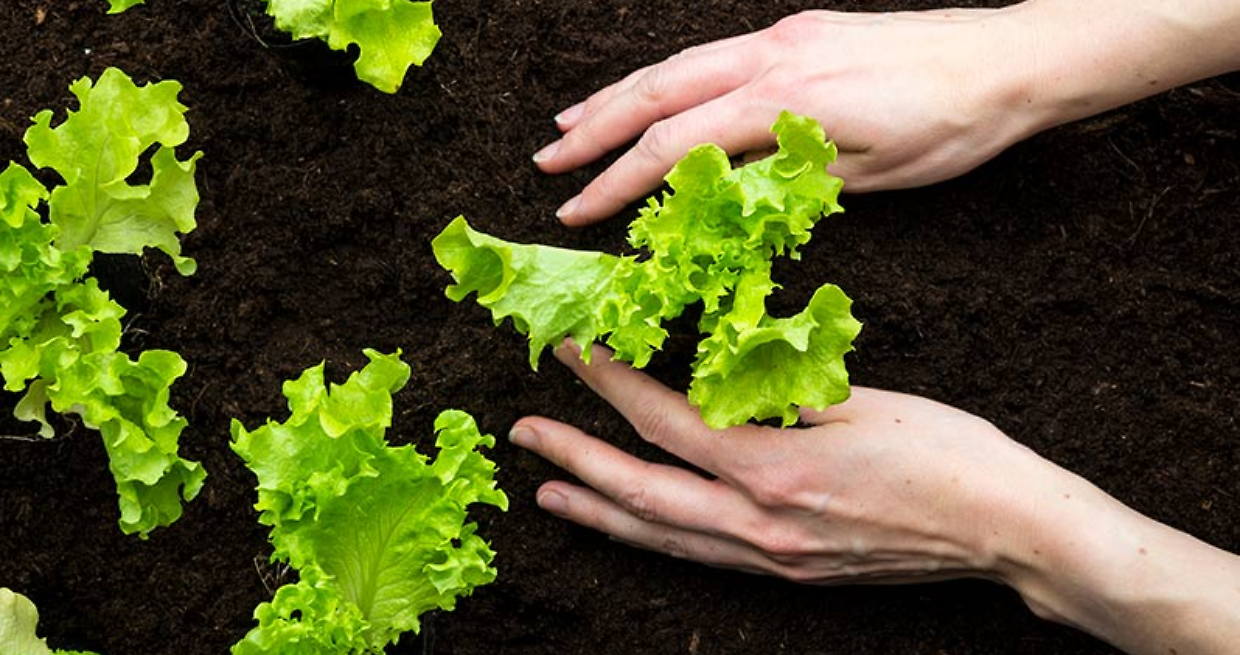 Fertilizzanti senza dazi, l&rsquo;Europa d&agrave; ossigeno ai campi italiani