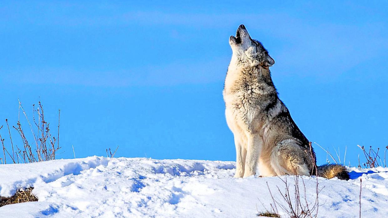 Il paese &egrave; &ldquo;assediato&rdquo; dai lupi e il sindaco scrive al prefetto di Torino: &laquo;Aprire la caccia&raquo;