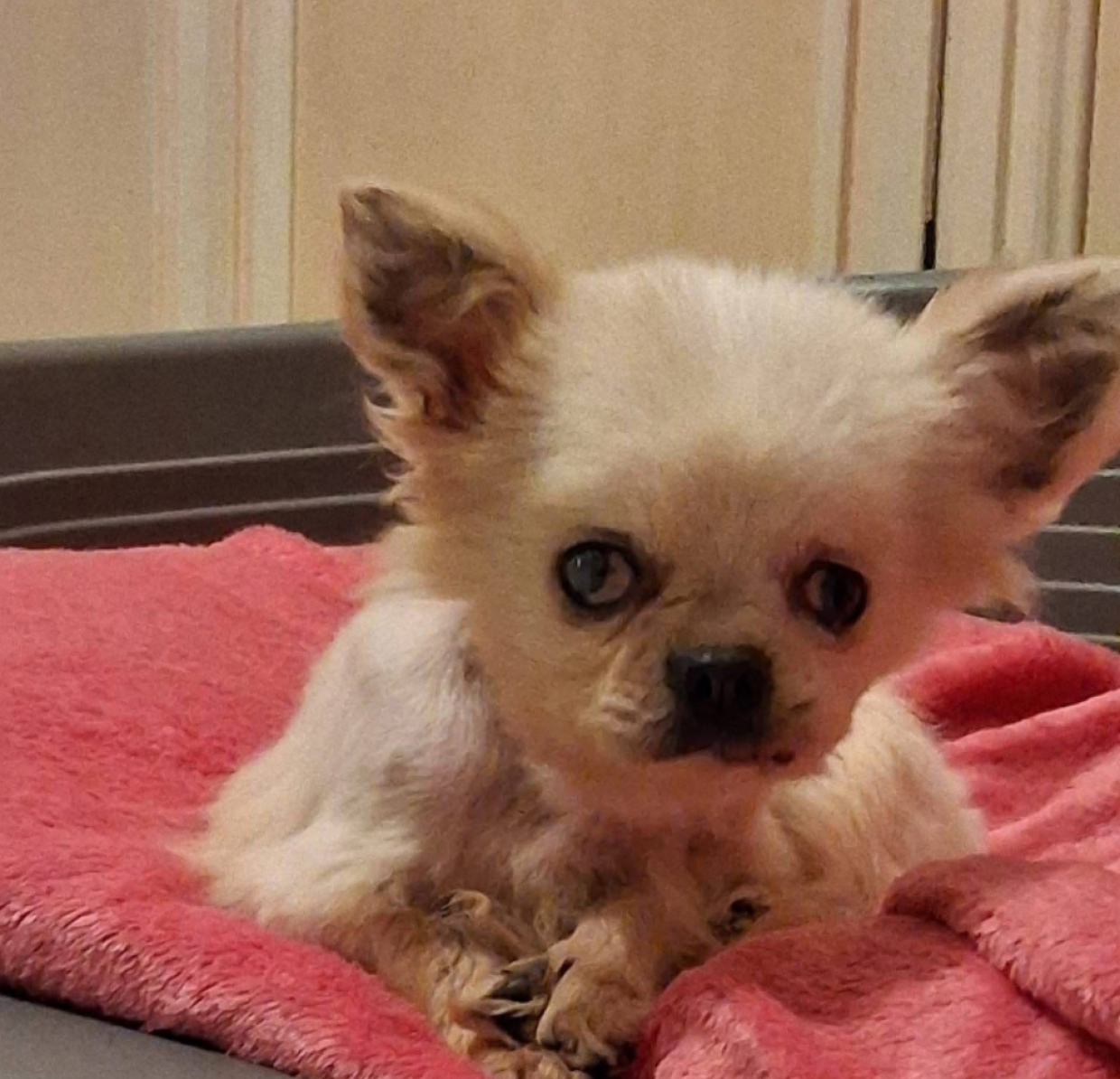 Non scondinzola, non gioca e non fa le feste: la storia di Lucy