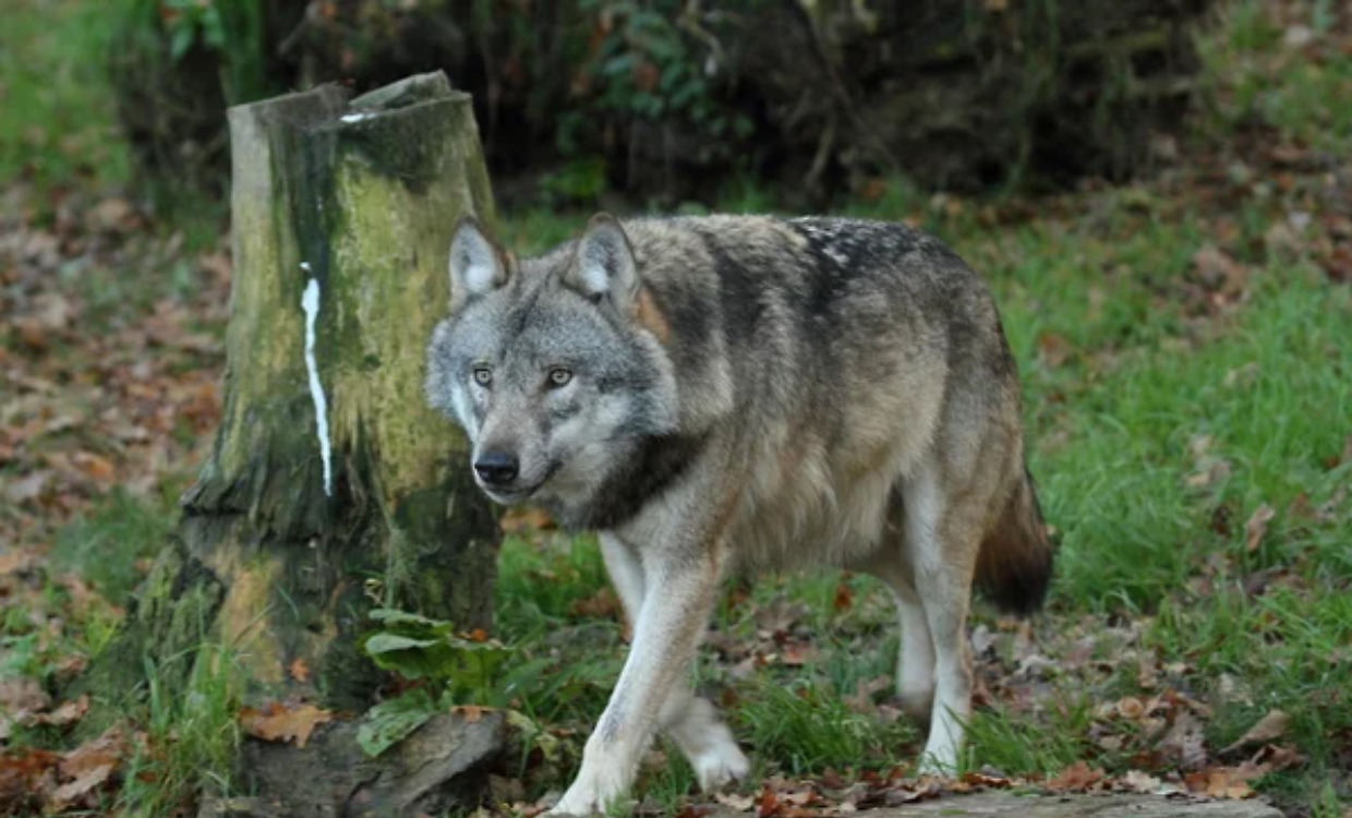 Oulx, un lupo in centro paese: lo scatto di un residente alle 8.30 scuote la Valsusa