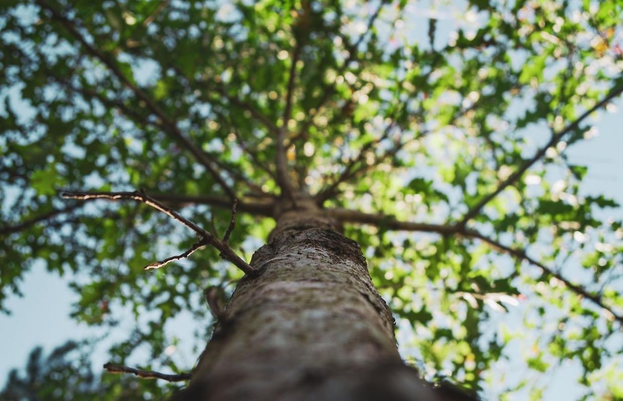 Belvedere di Bra, il giardino rinasce: 12mila metri di verde e una mappa digitale