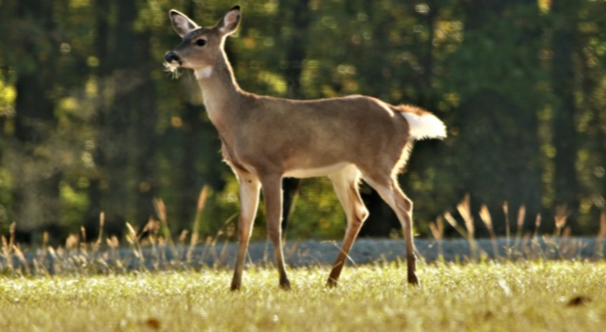 Torino, cervo ferito nel cortile salvato e liberato: corre di nuovo tra i boschi