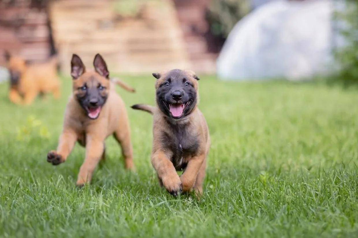 E&rsquo; il cane pi&ugrave; bello su tutti i social: Malinois, i pro e i contro della razza