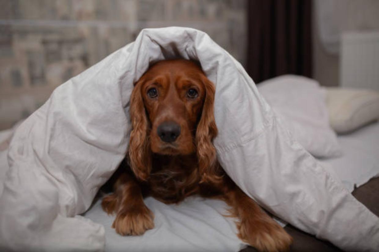 Chivasso, cane bloccato con la testa tra le sbarre del balcone