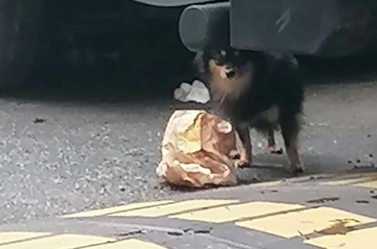 "Chihuahua a 50 euro": tre cani chiusi nel camper da mesi. Ma ancora nessuno interviene