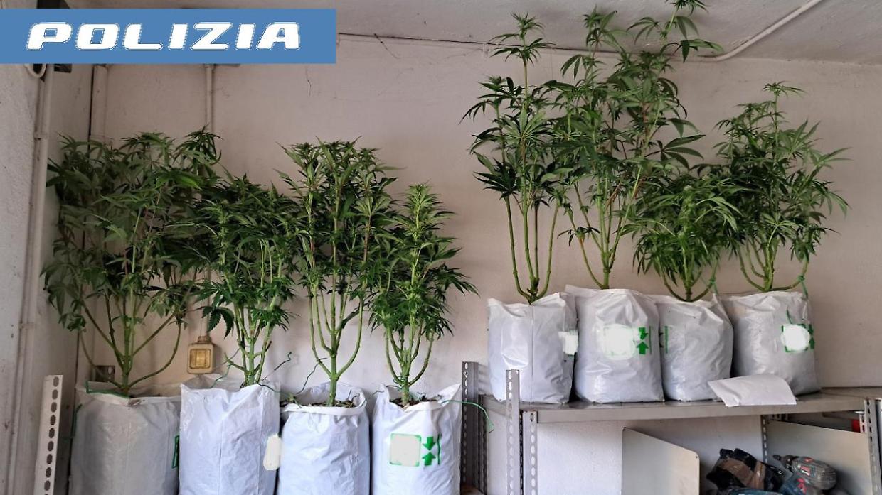 Torino, arrestato 37enne per spaccio: scoperta serra di marijuana in casa - Il video del ritrovamento 