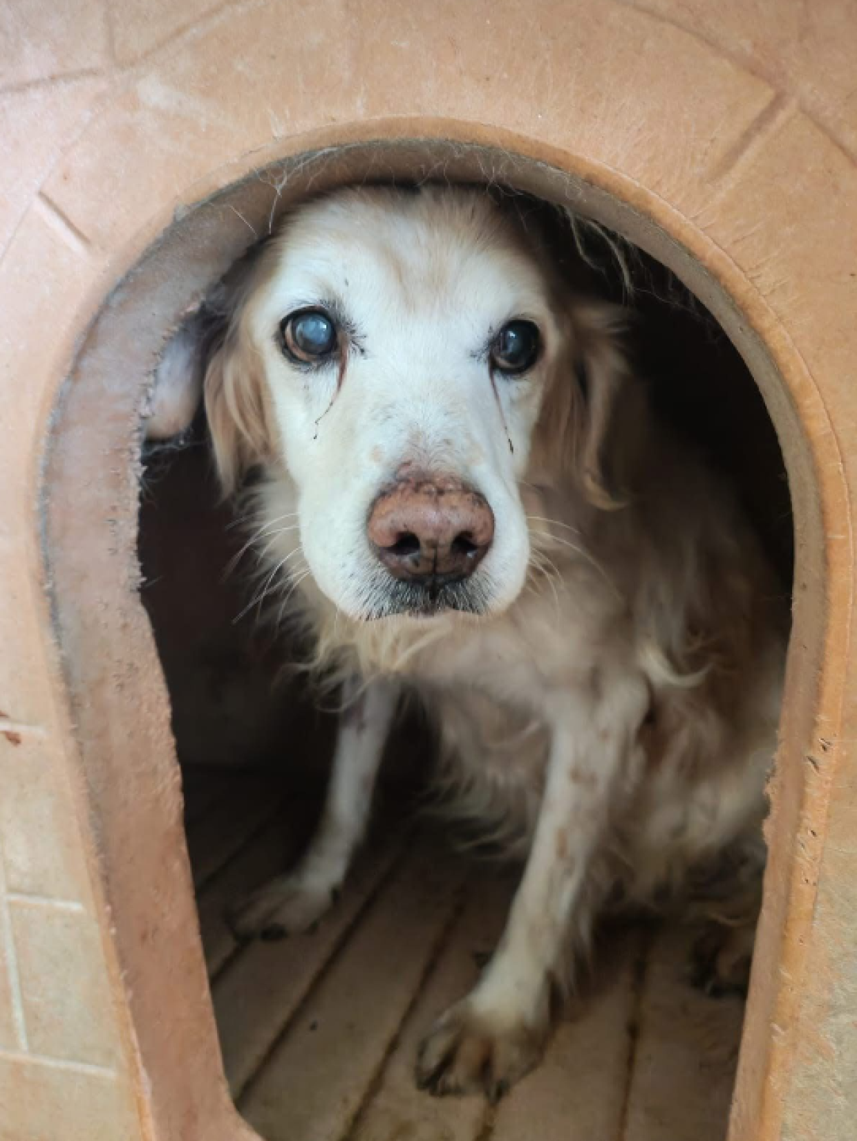 Sta morendo in un box: 16 anni in canile