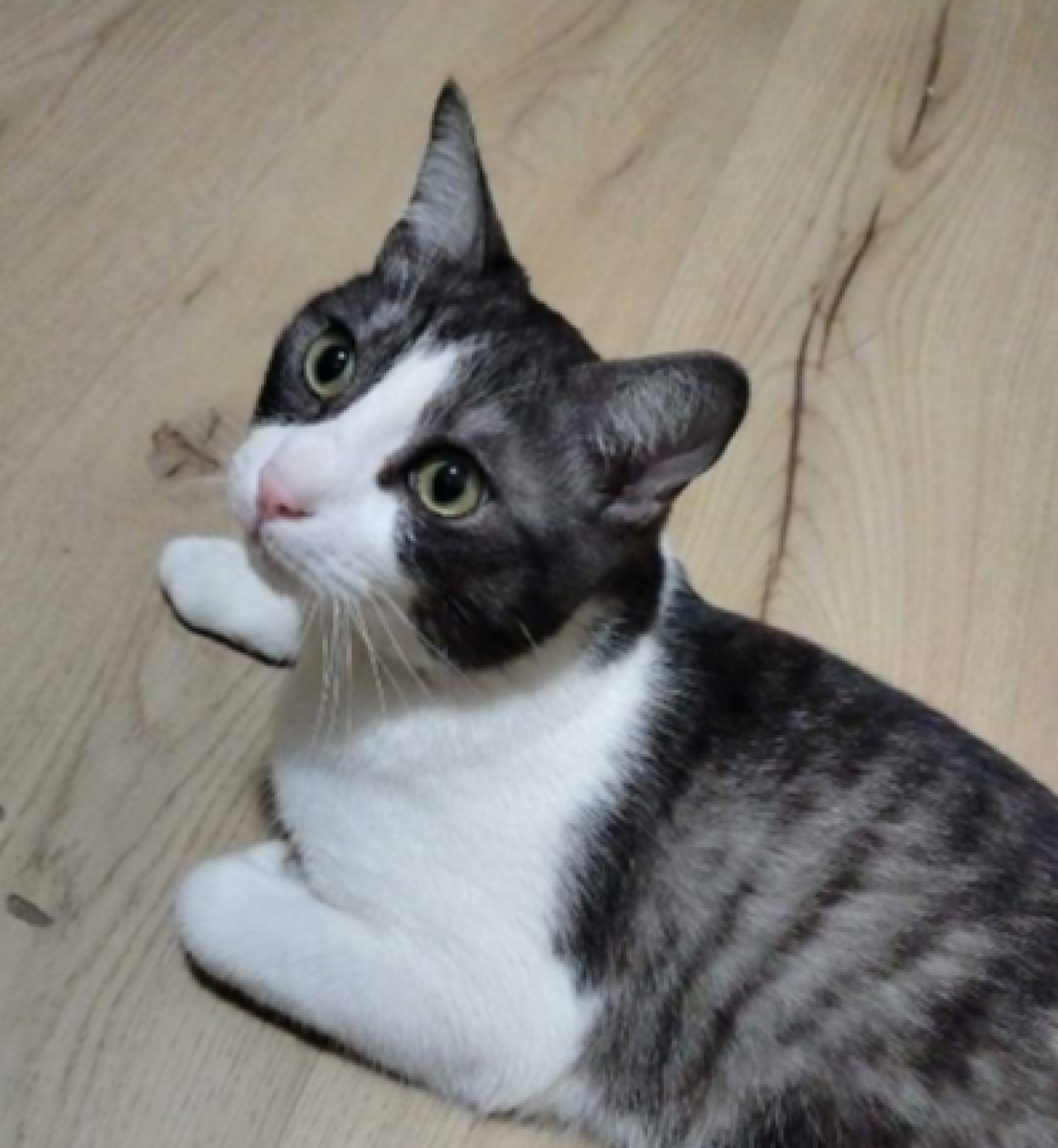 E' rimasto solo con i suoi peluches, non pu&ograve; sopravvivere in gattile