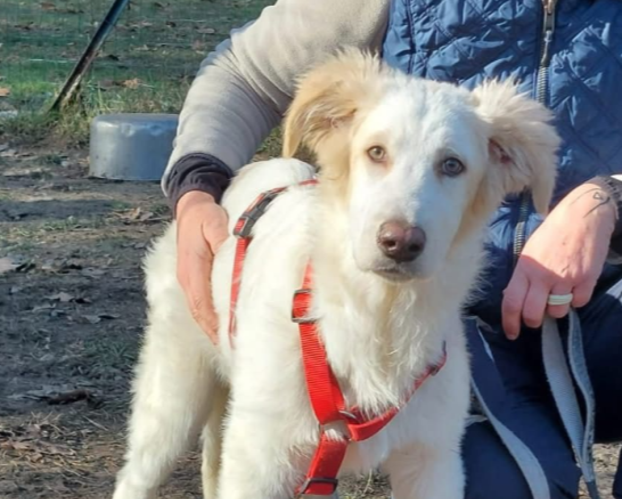 Paco, il cucciolone di Torino
