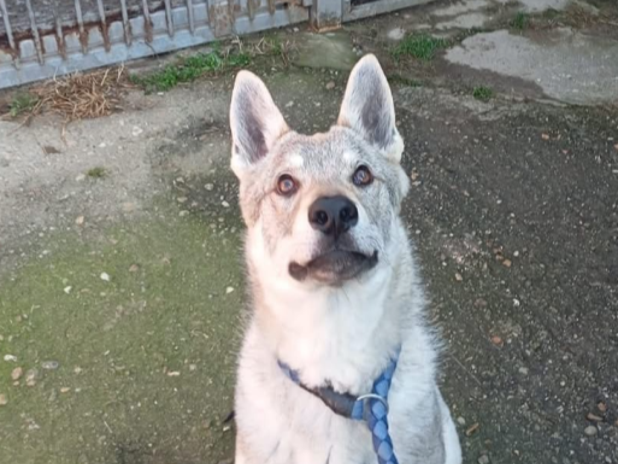 Un lupo cecoslovacco di nome Daniel