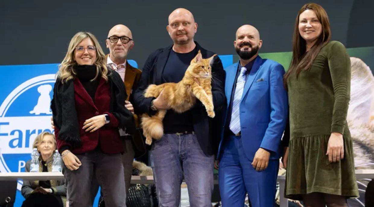 Il gatto pi&ugrave; bello del mondo? E' italiano: ecco "chi &egrave;" 