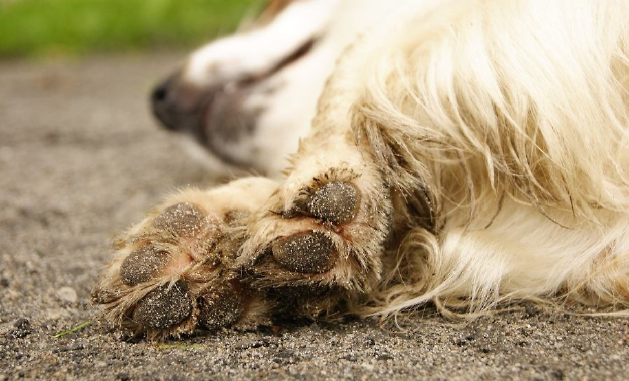 Carmagnola, i cani nel fango e l&rsquo;assessore all&rsquo;Ambiente nel verbale: quando il controllore finisce sotto controllo