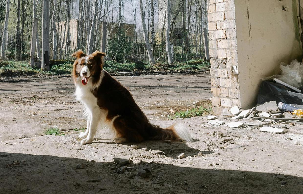 Carmagnola, cani tra fango, feci e lamiere: le condizioni denunciate dalle guardie zoofile