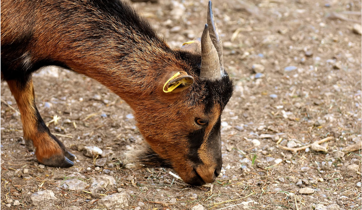 Nella cascina del delitto, l&rsquo;altra tragedia: 15 capre morte di fame e sete a Caselle