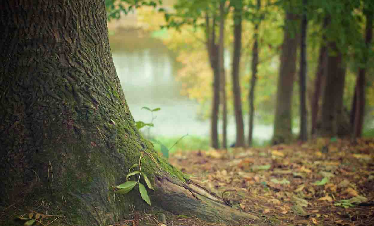 Boschi piemontesi, la svolta da 12 milioni: dalla carta al terreno, la foresta torna &ldquo;infrastruttura&rdquo;