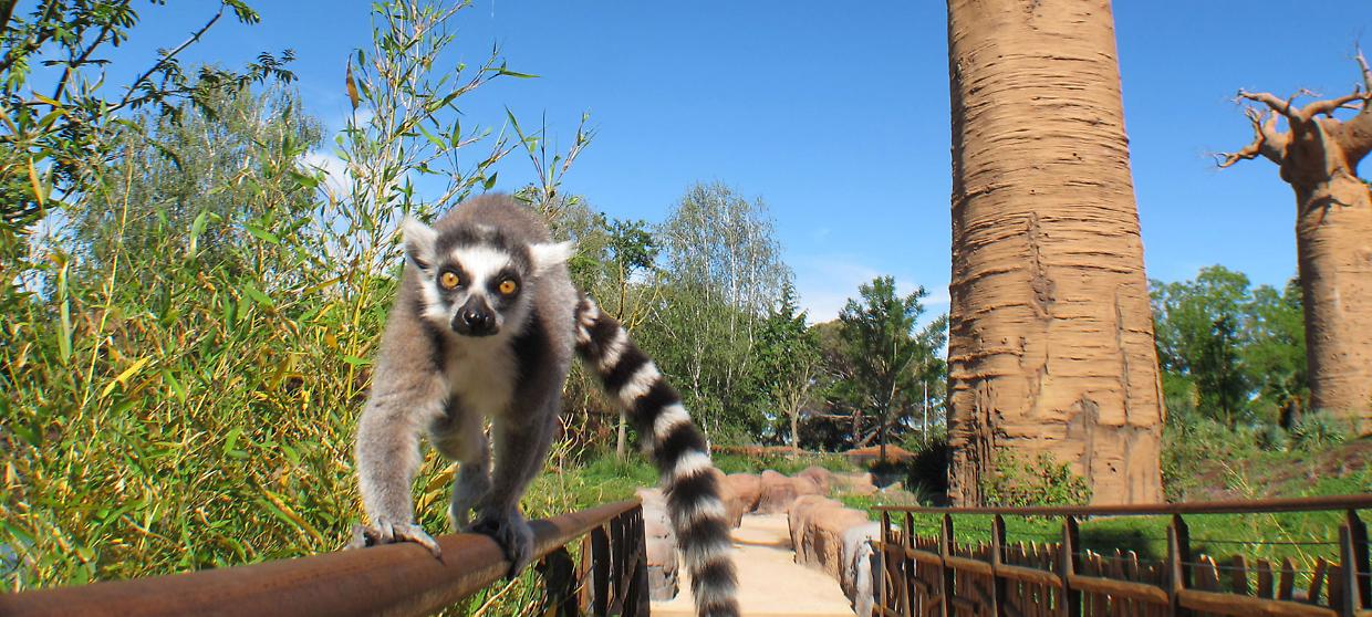 Zoom Torino riapre il 14 febbraio 2026