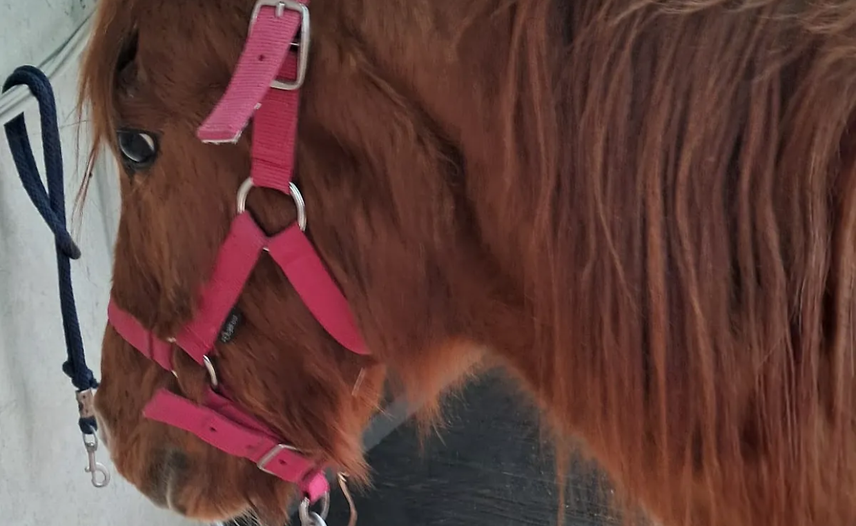 Matilda, 27 anni e un corpo ridotto a ossa: la &ldquo;rivincita&rdquo; di una cavallina salvata a Barbania