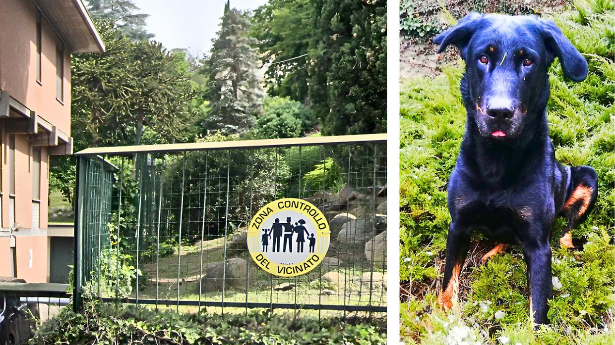 Raffica di furti in collina, un ladro mutilato da un cane