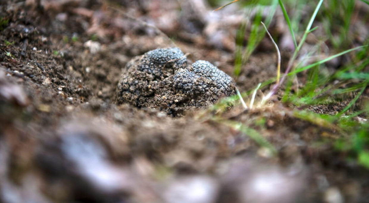 Tartufi e nocciole, l&rsquo;anno difficile delle Langhe: quando il clima scompiglia il &ldquo;borsino&rdquo; e i raccolti