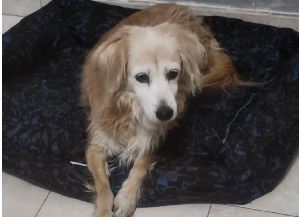 La "nonnetta" pi&ugrave; dolce che ci sia,  soffre di solitudine