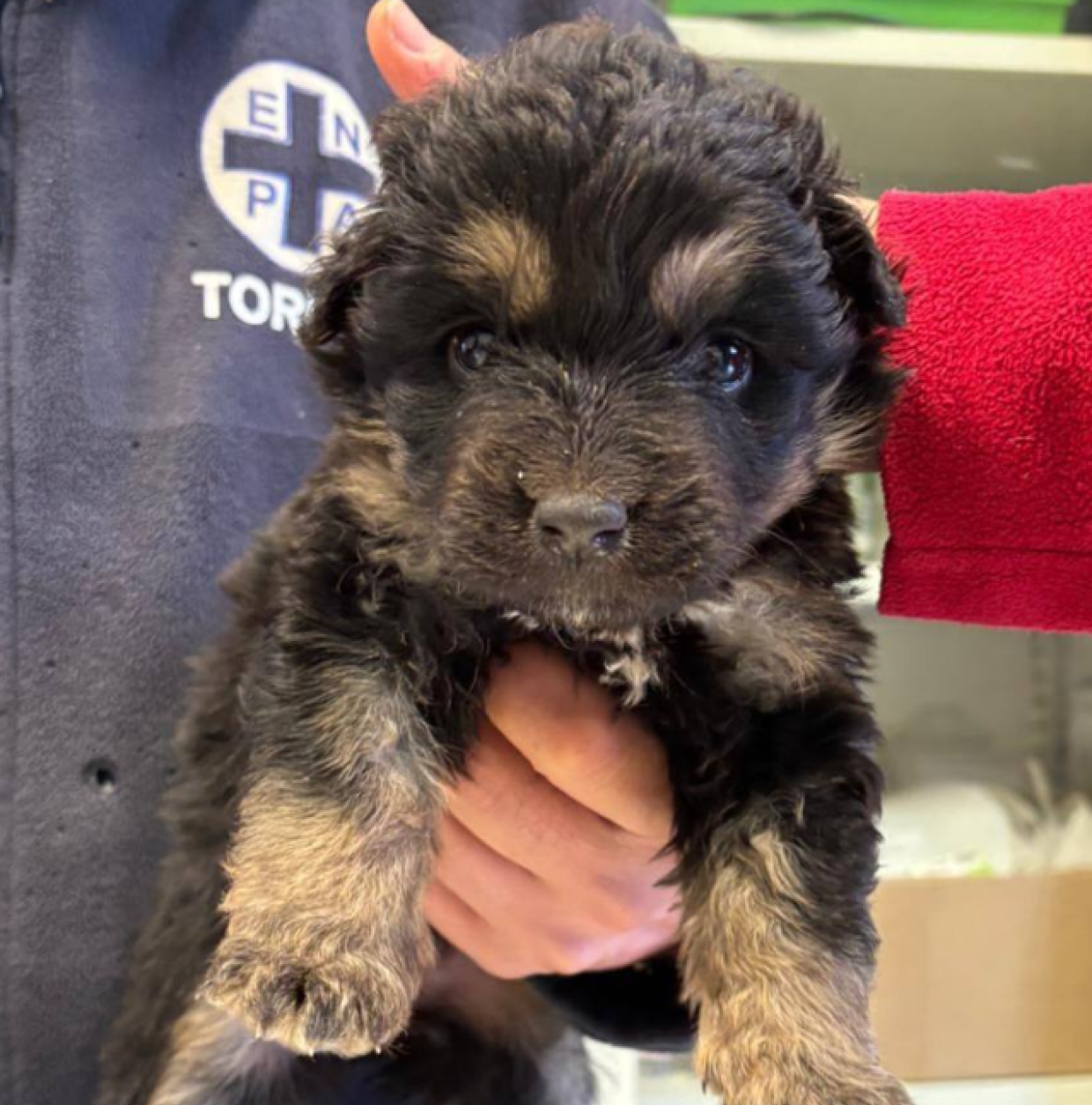 Due batuffoli salvati a Torino