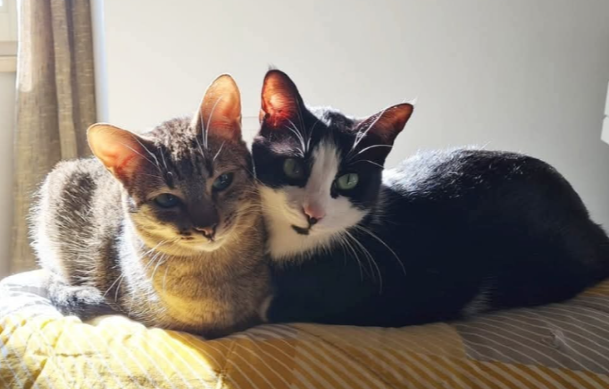 Inseparabili anche nelle foto: gli "sposini" torinesi