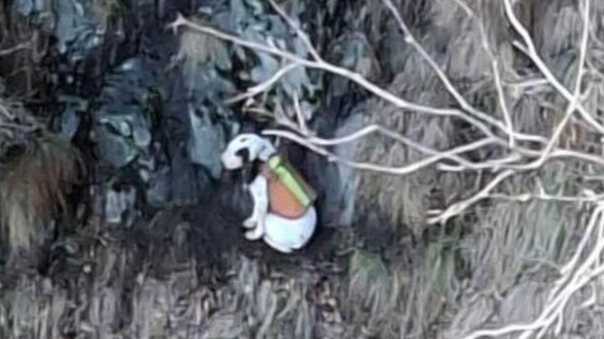 Cane da caccia bloccato in un canalone sul Monte Morissolo