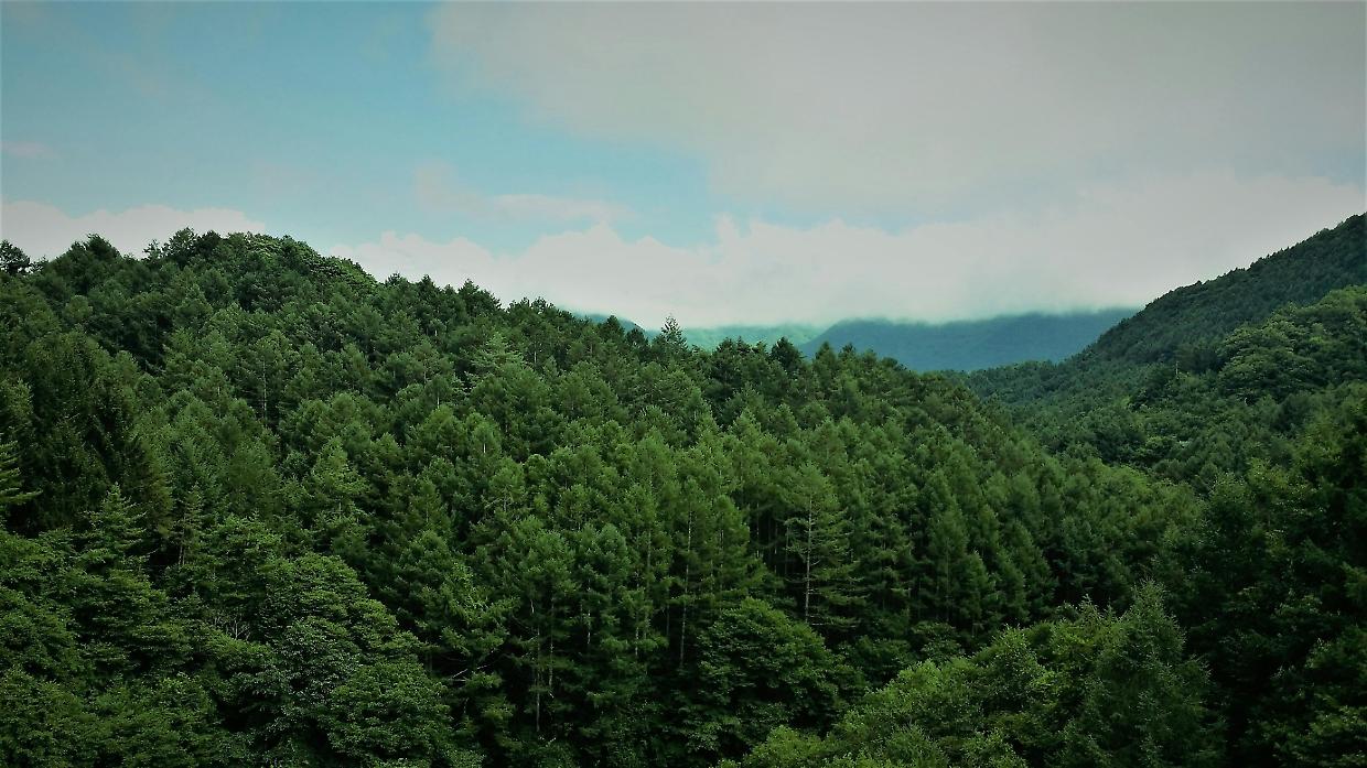 Monteu Roero, un ufficio per far crescere il bosco: riapre lo sportello forestale gratuito