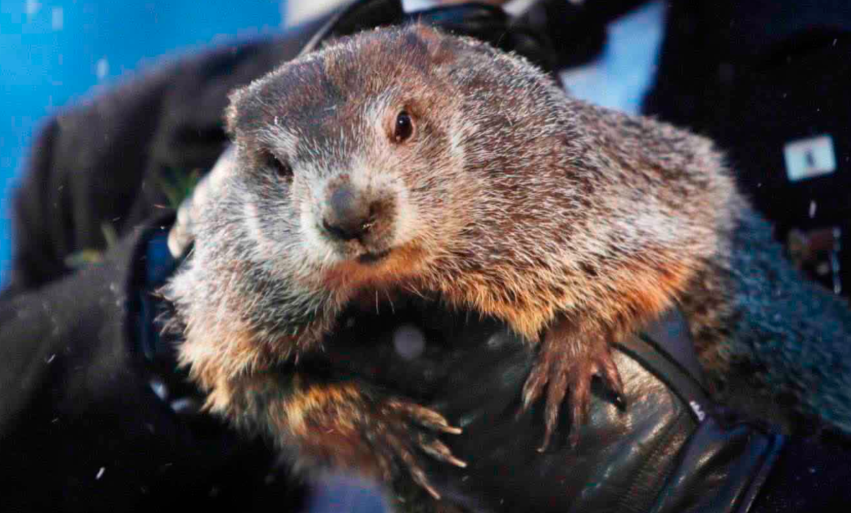 Il giorno della marmotta: Phil ha annunciato altre 6 settimane di freddo