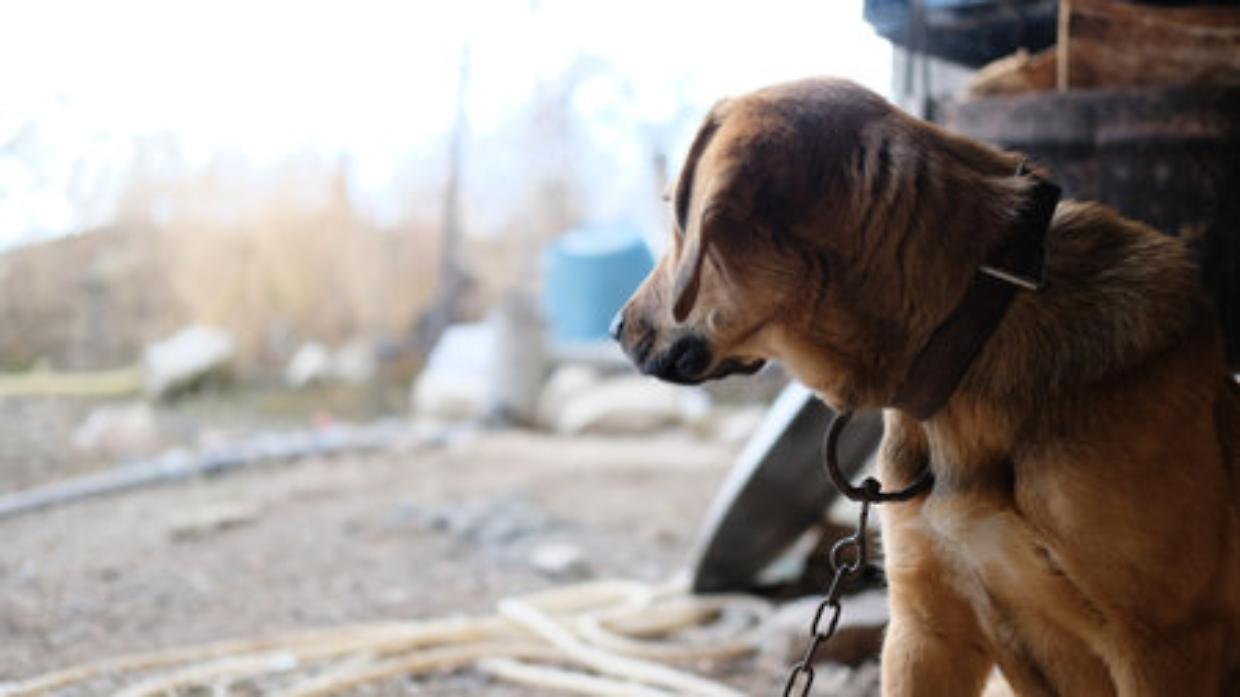 Soli, legati e senz'acqua: due cani salvati dalle guardie zoofile a Manta 
