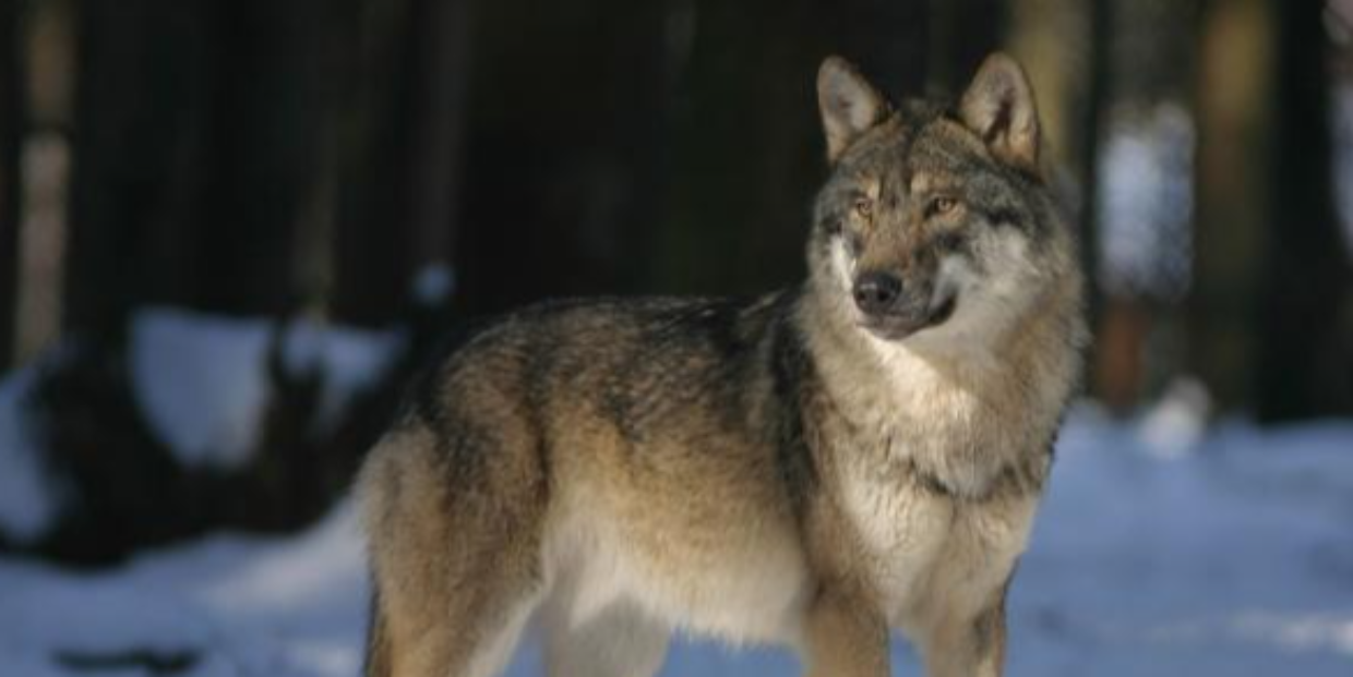 Lupi in crescita sulle Alpi: il Piemonte guida con 464 individui, tra stabilizzazione e nuove frontiere