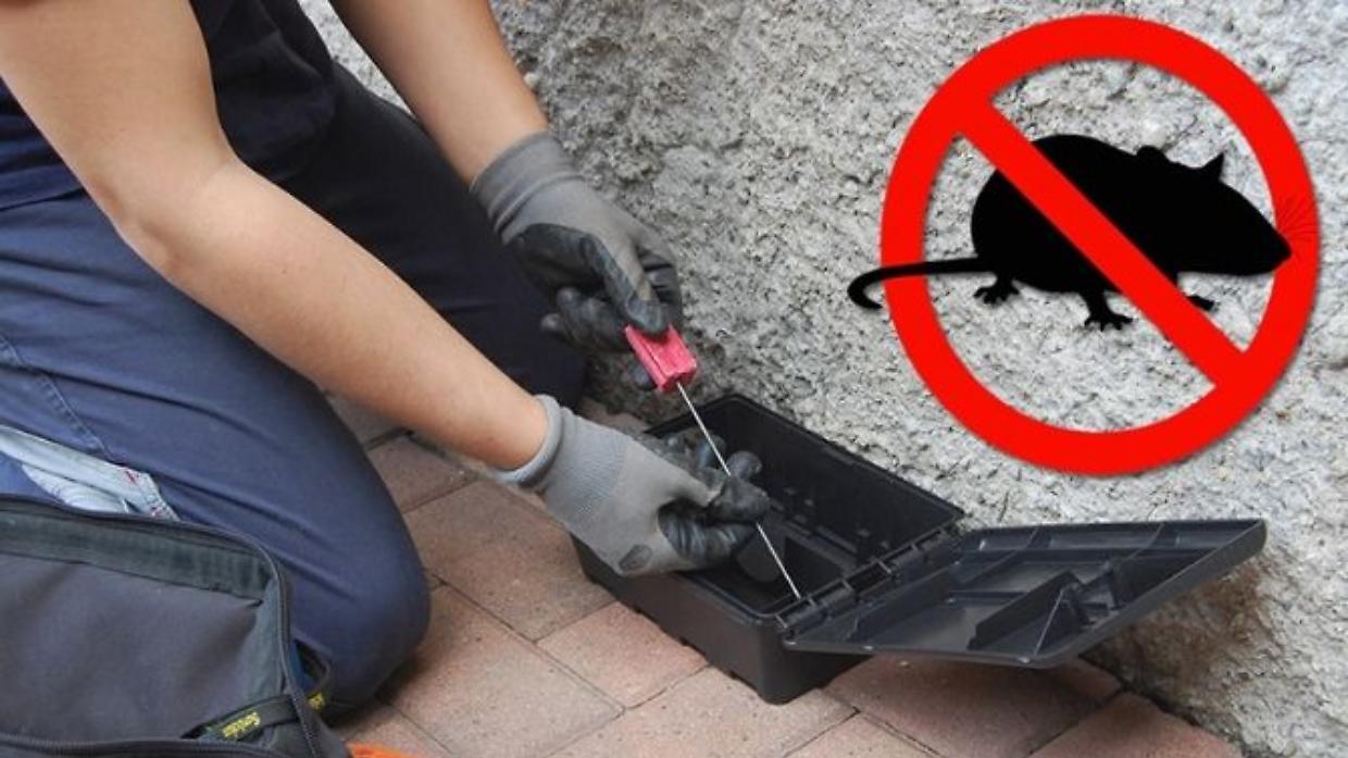 Ivrea, derattizzazione straordinaria per l&rsquo;aumento di ratti vicino ai cantieri