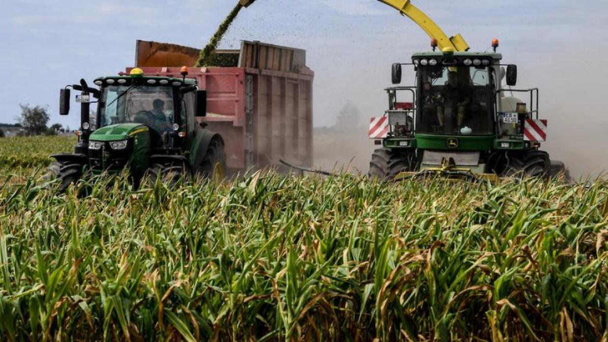 Ogm, la Corte Ue conferma il divieto italiano sulla coltivazione del mais