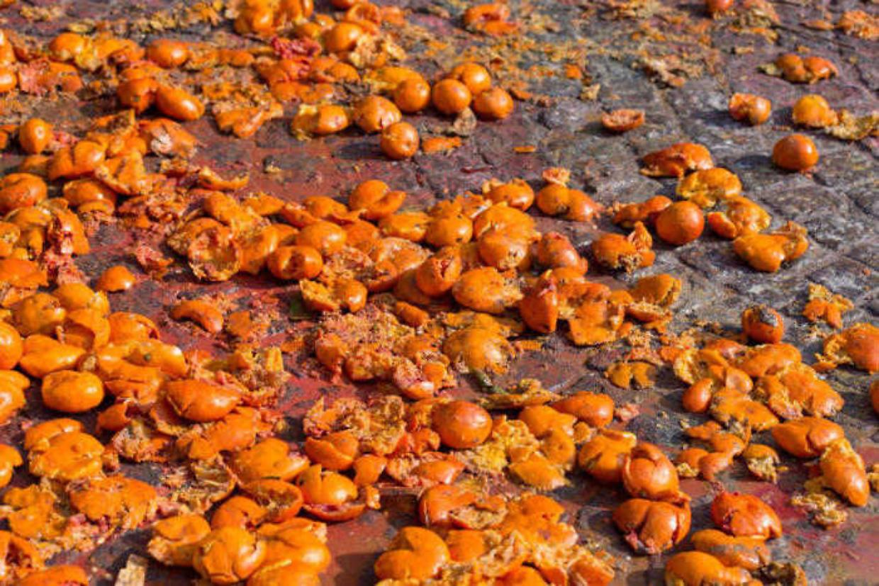 Ivrea, le arance del Carnevale diventano compost: la festa punta sulla sostenibilit&agrave;